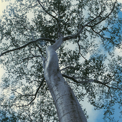 Ta Prohm (00227)