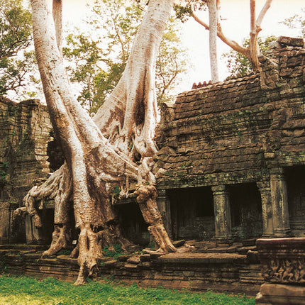Ta Prohm (00264)