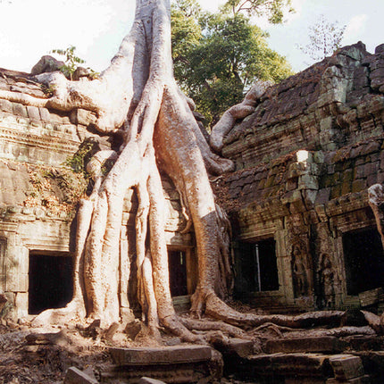 Ta Prohm (00265)