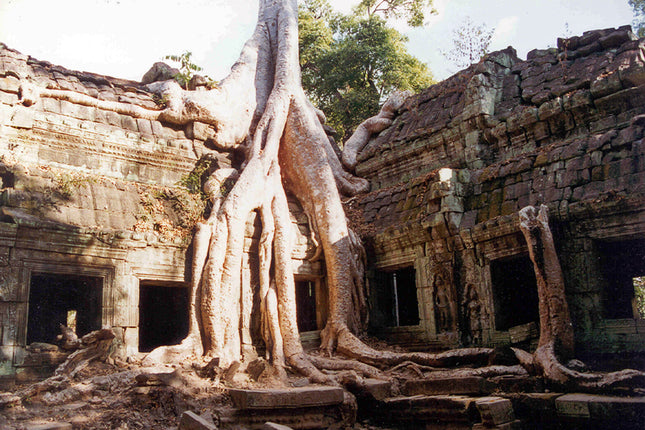 Ta Prohm (00265)