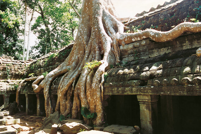 Ta Prohm (00267)