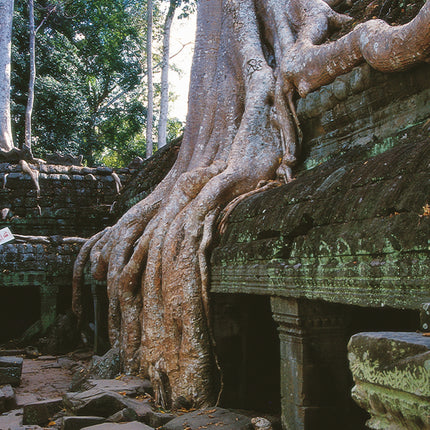 Ta Prohm (00268)