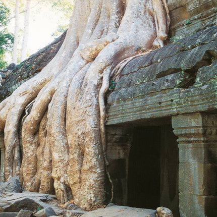 Ta Prohm (00269)