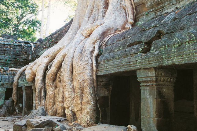 Ta Prohm (00269)