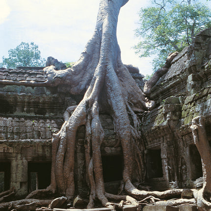 Ta Prohm (00271)