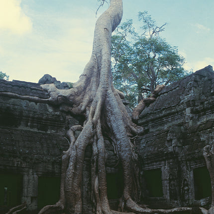 Ta Prohm (00272)