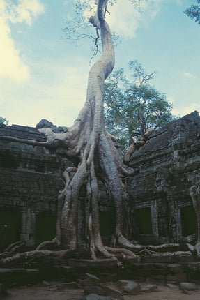 Ta Prohm (00272)