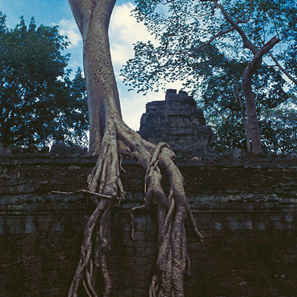 Ta Prohm (00274)