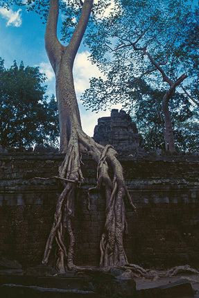 Ta Prohm (00274)