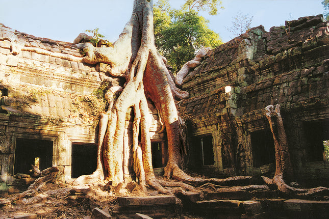 Ta Prohm (00276)