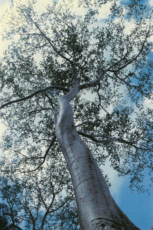 Ta Prohm (00227)