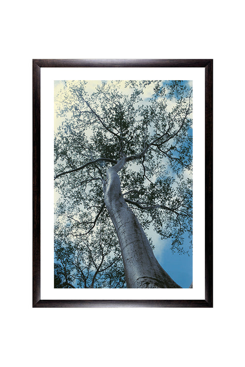 Ta Prohm (00227)