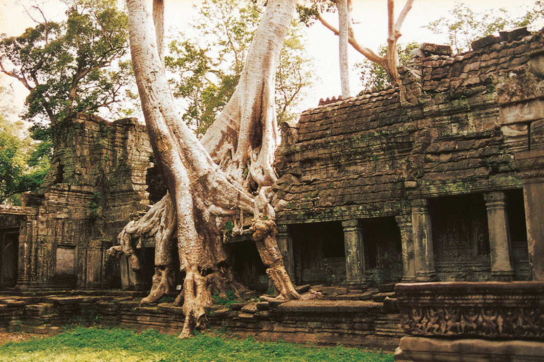 Ta Prohm (00264)