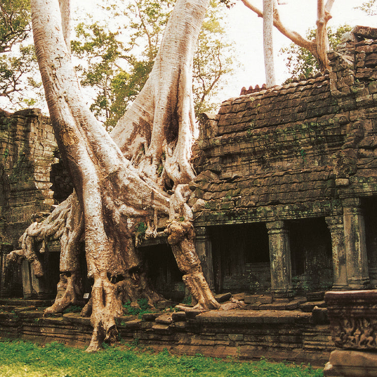 Ta Prohm (00264)