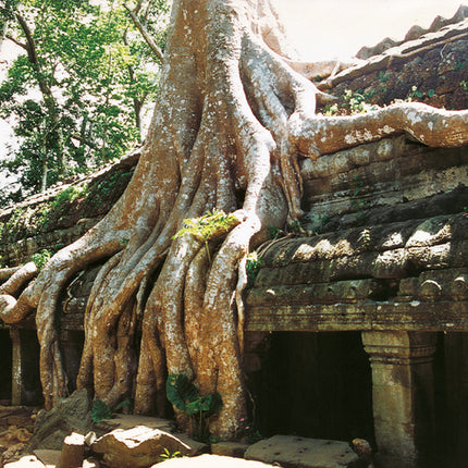 Ta Prohm (00267)