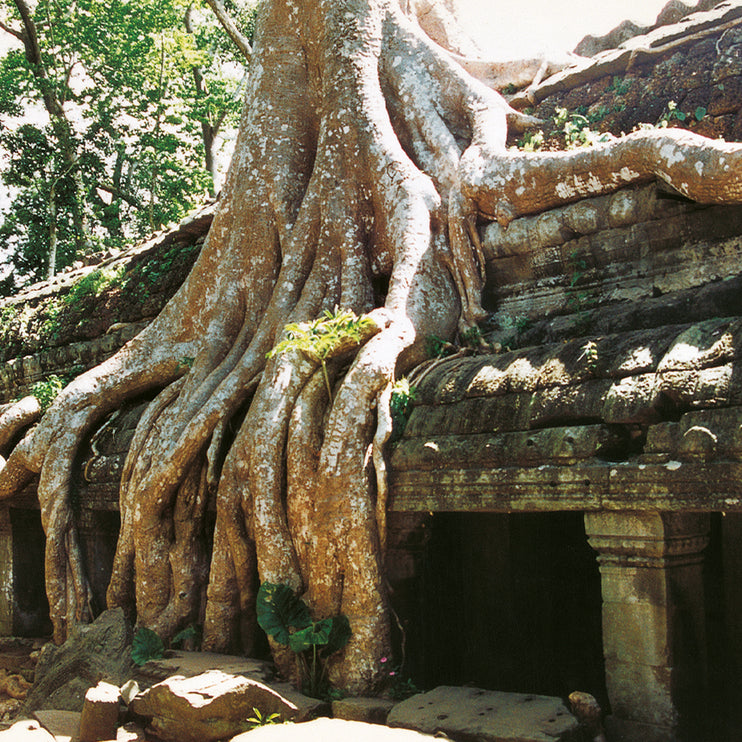Ta Prohm (00267)