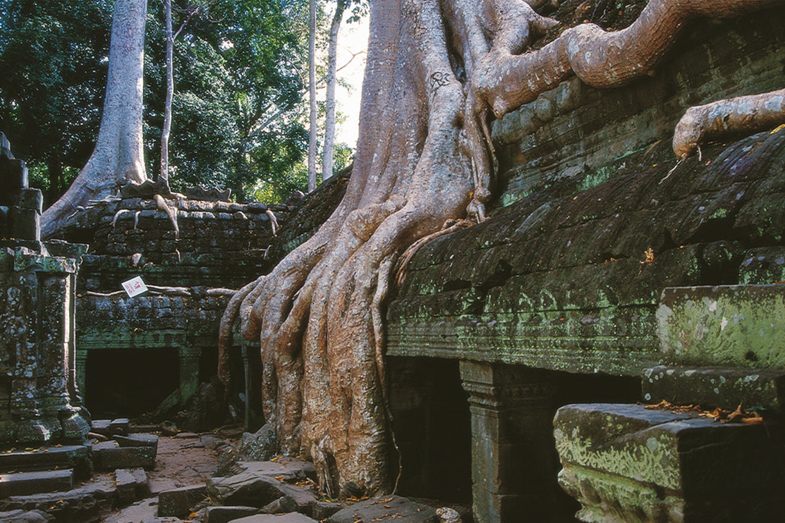 Ta Prohm (00268)