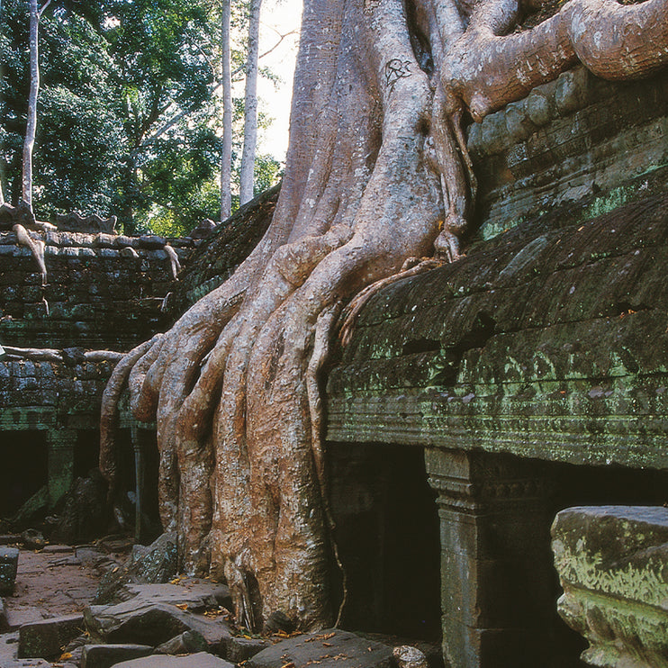 Ta Prohm (00268)