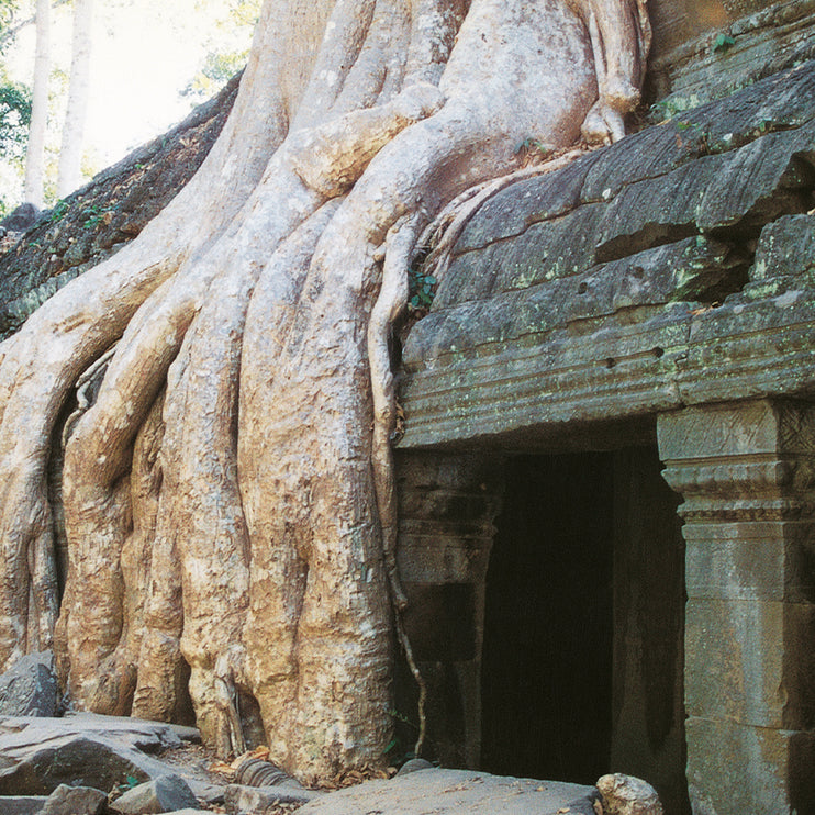 Ta Prohm (00269)
