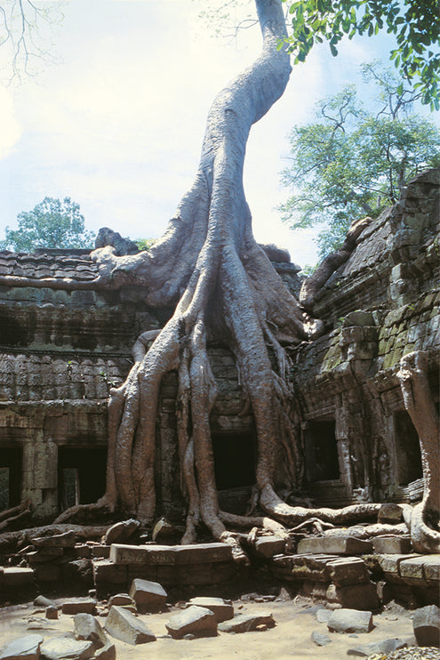 Ta Prohm (00271)