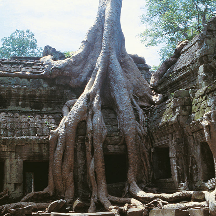 Ta Prohm (00271)