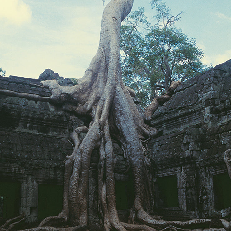 Ta Prohm (00272)