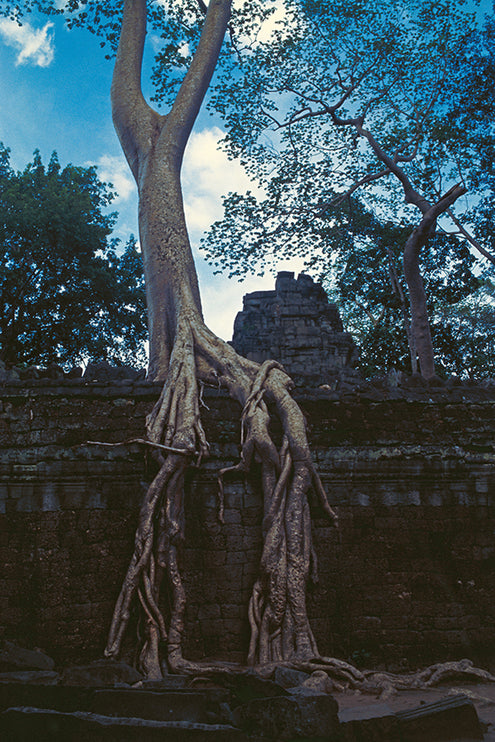 Ta Prohm (00274)
