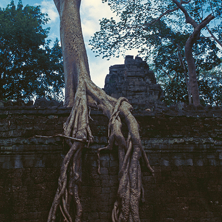 Ta Prohm (00274)