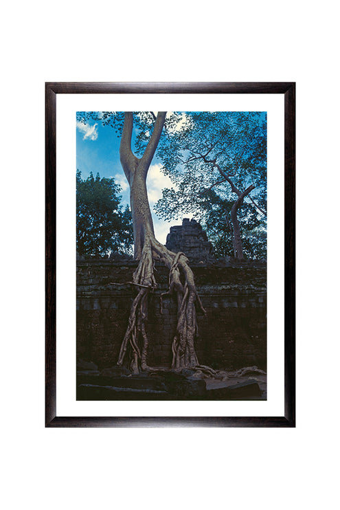 Ta Prohm (00274)