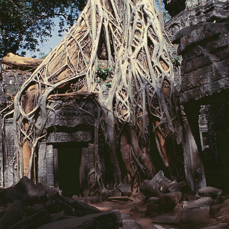Ta Prohm (00275)