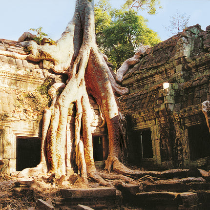Ta Prohm (00276)