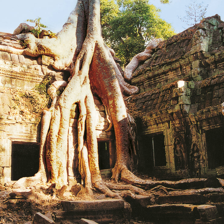 Ta Prohm (00276)