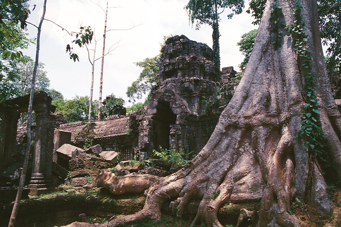 Ta Prohm (00277)