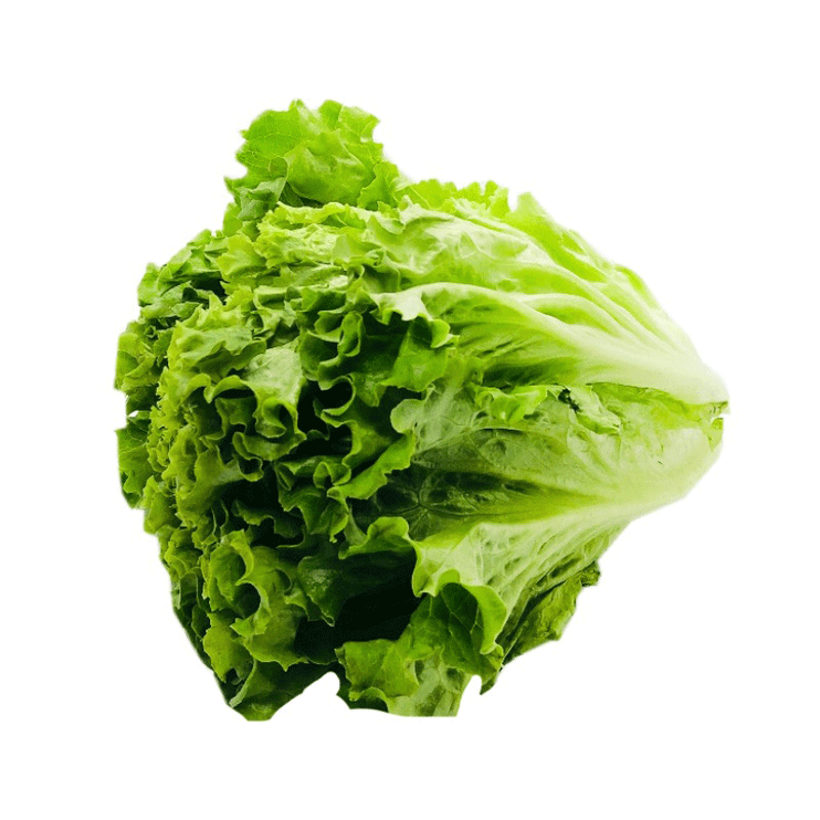 Lettuce (Chinese)