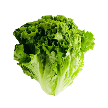 Lettuce (Chinese)