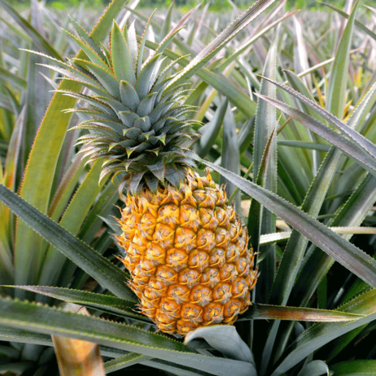 Pineapple